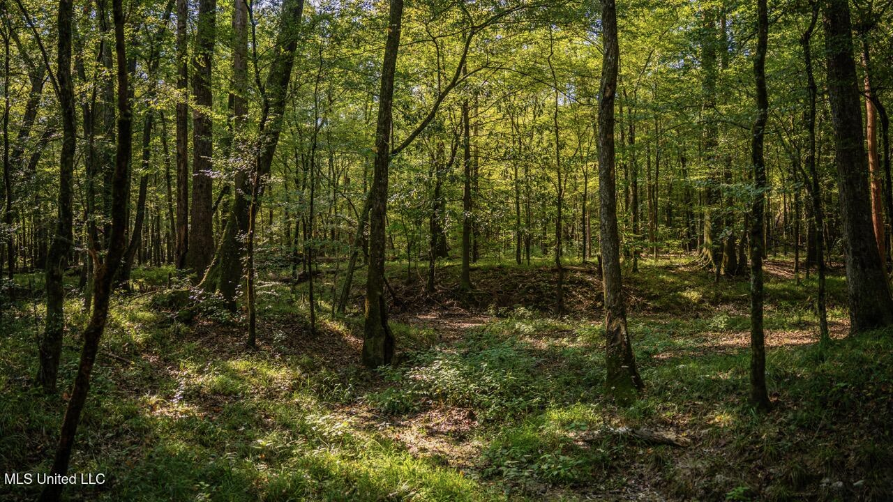 Cotton Creek 169 Acres for Sale in Amite County, MS