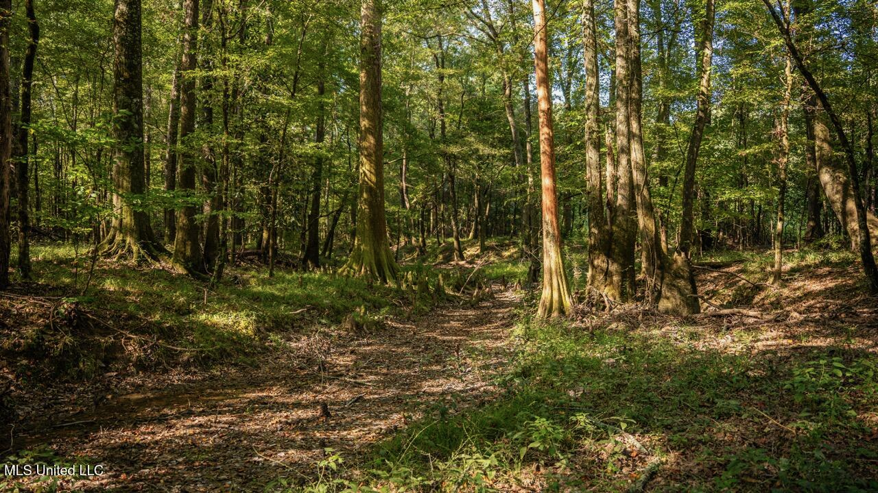 Cotton Creek 169 Acres for Sale in Amite County, MS