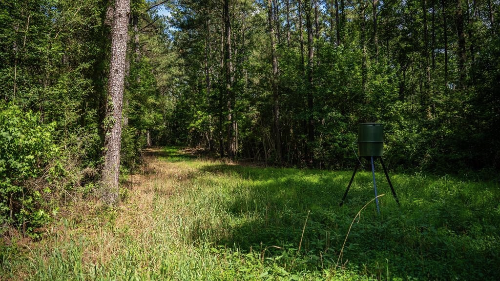 Gloster 38 – Hunting Land in Amite County, Mississippi