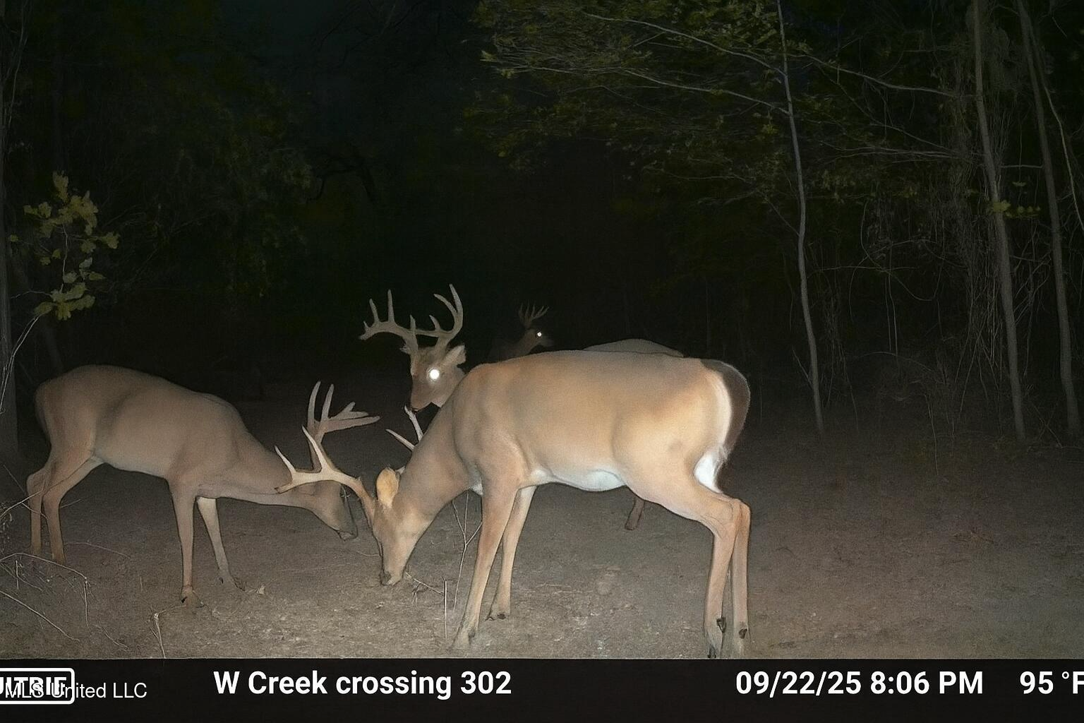 302 Acres in Hermanville, Claiborne County, MS Land