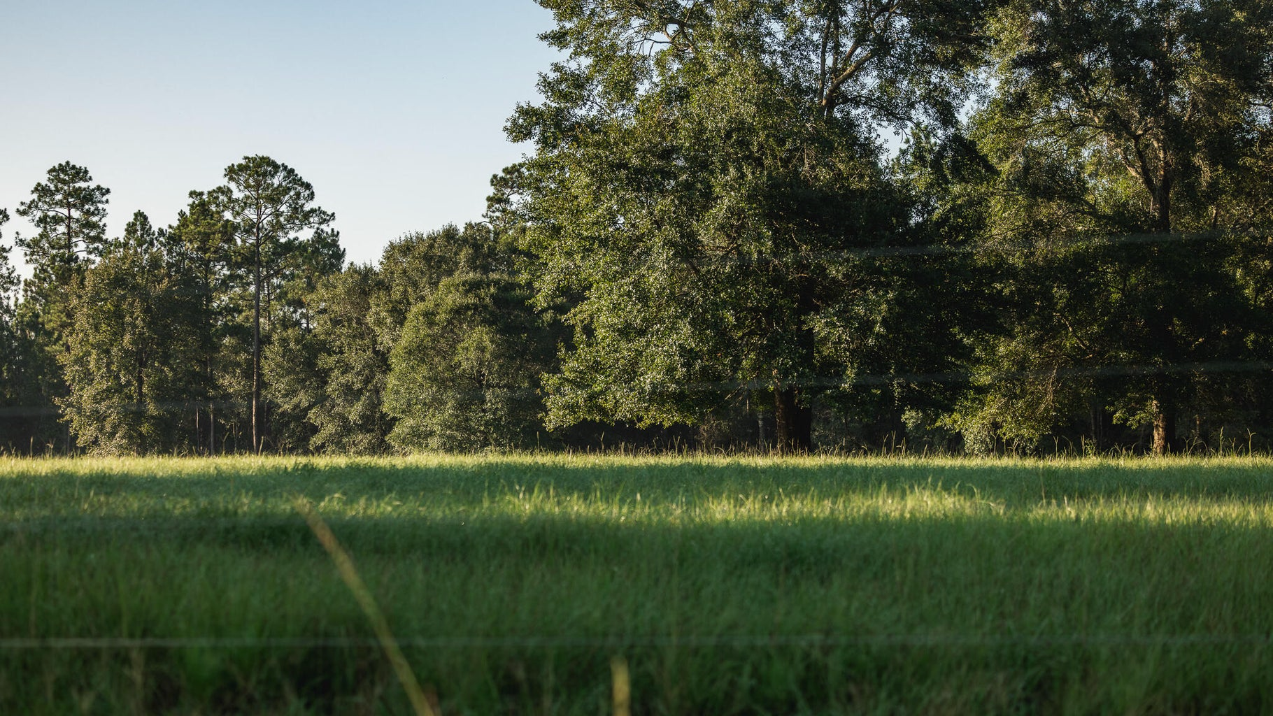 Golden Pines Ranch 235 Recreational Acres in Stone County MS