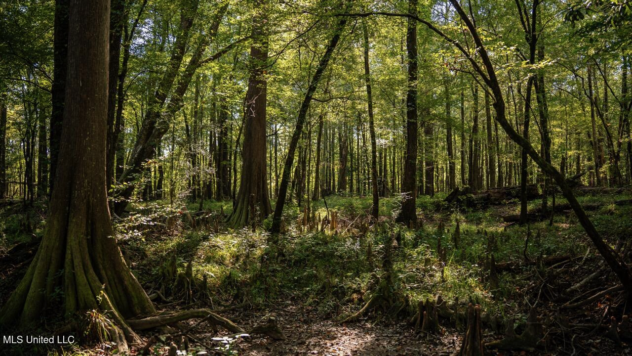 Cotton Creek 169 Acres for Sale in Amite County, MS