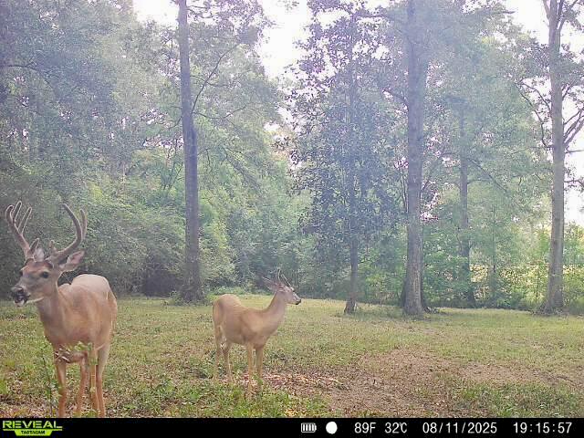 52.5 Acres of Recreational Land for Sale in Jones County MS