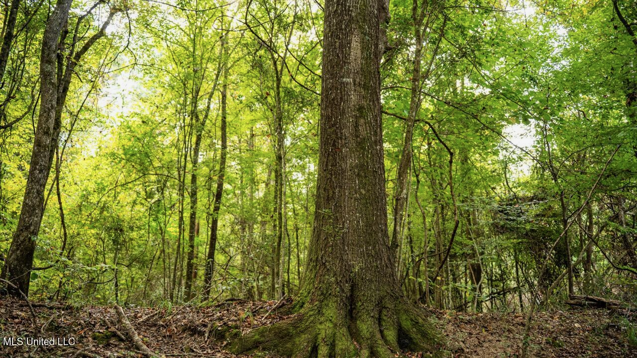 Ramsey Creek 67 Acres for Sale in Centreville, MS