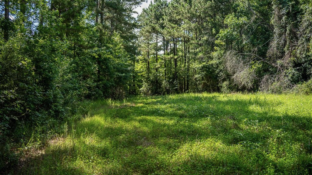 Gloster 38 – Hunting Land in Amite County, Mississippi