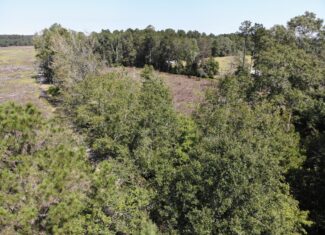 106+ acres of land for recreation, timber, and habitat management in Bamberg, SC!