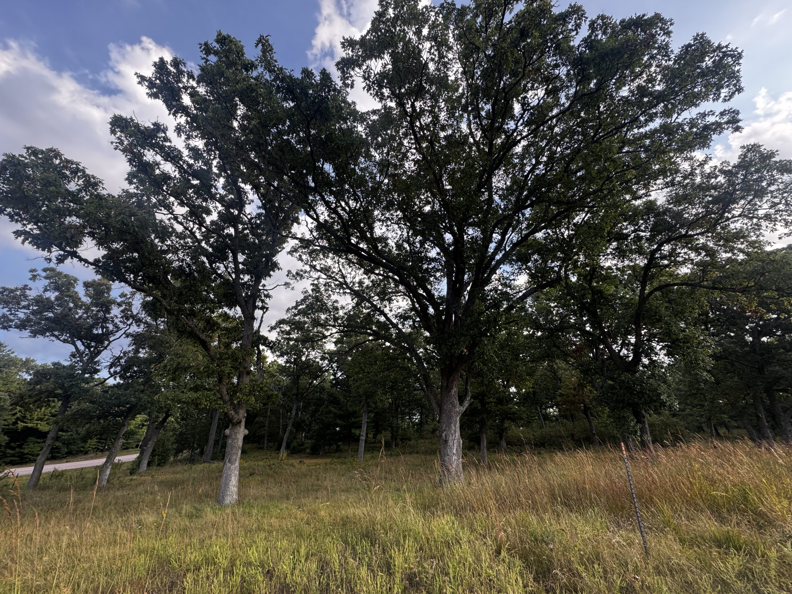 40 acres just north of Wisconsin Dells with abundant deer & turkey habitat