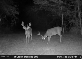 302 Acres in Hermanville, Claiborne County, MS Land