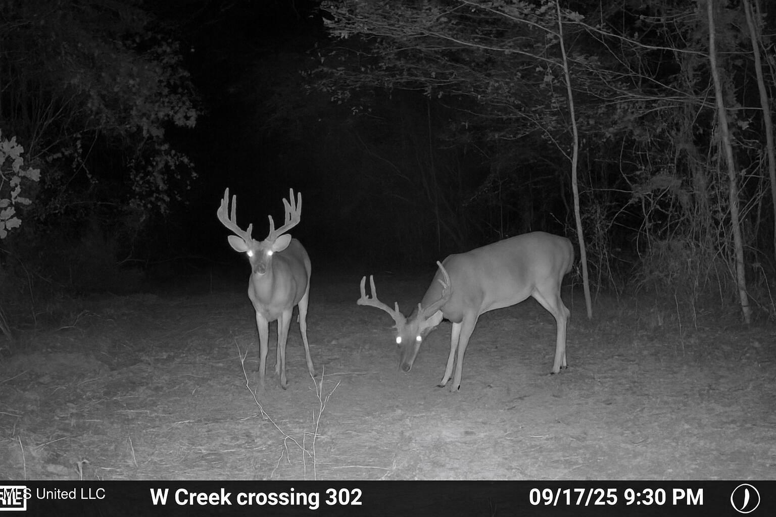 302 Acres in Hermanville, Claiborne County, MS Land
