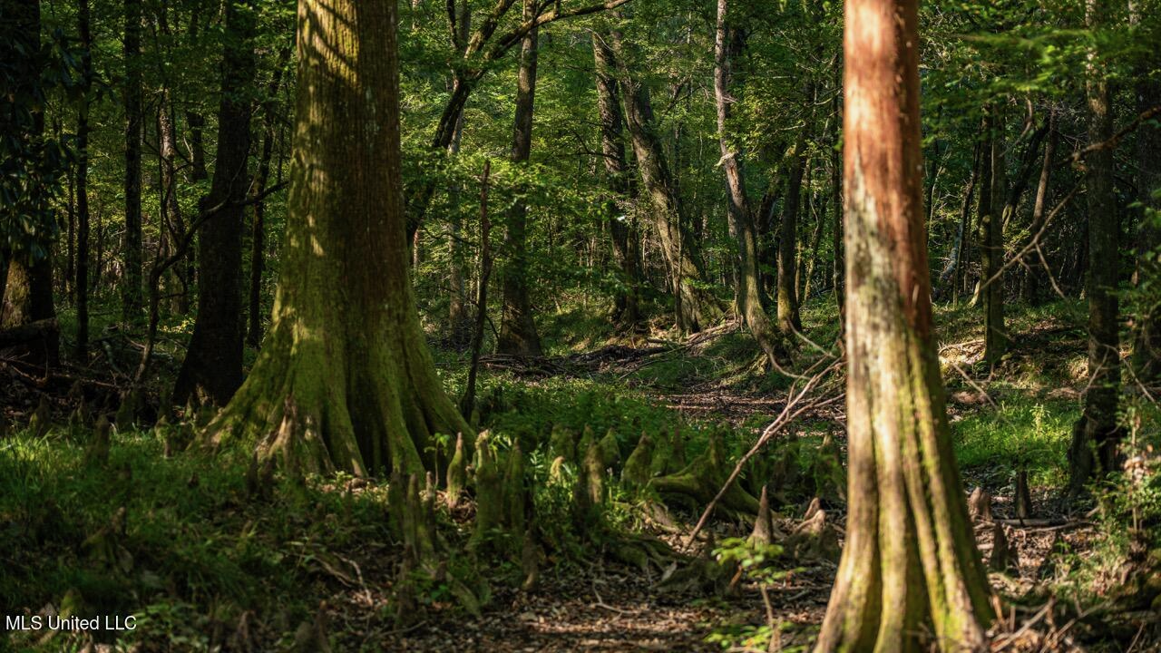 Cotton Creek 169 Acres for Sale in Amite County, MS