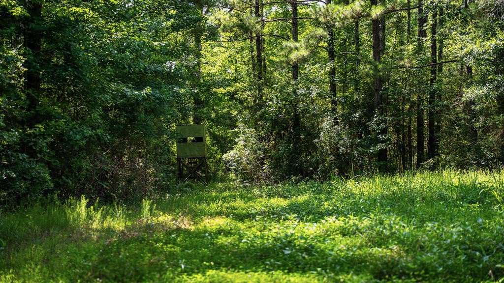 Gloster 38 – Hunting Land in Amite County, Mississippi