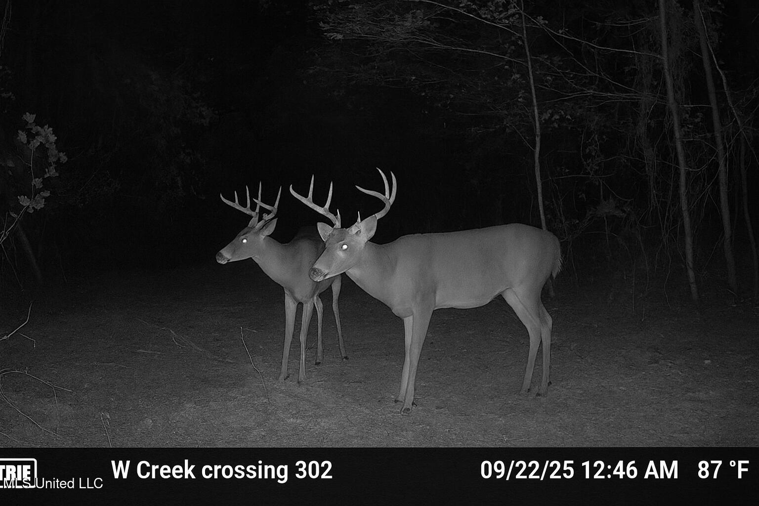 302 Acres in Hermanville, Claiborne County, MS Land