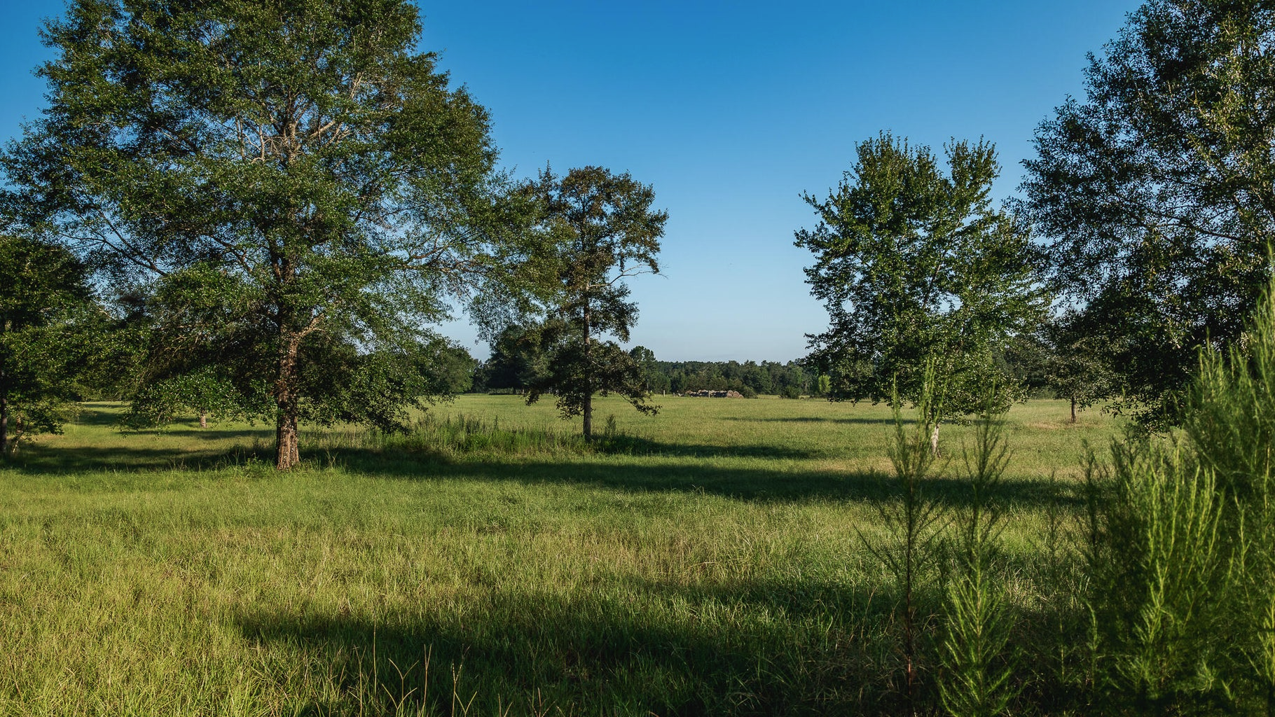 Golden Pines Ranch 235 Recreational Acres in Stone County MS