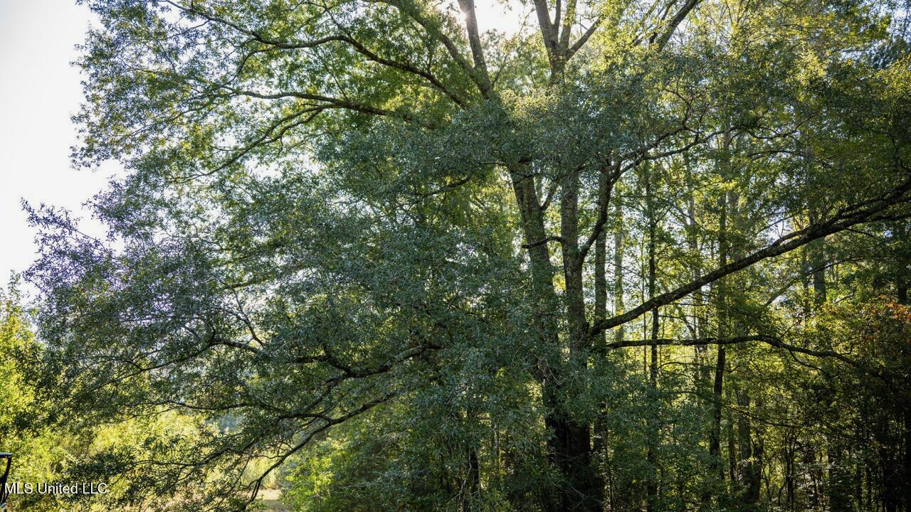 Cotton Creek 169 Acres for Sale in Amite County, MS