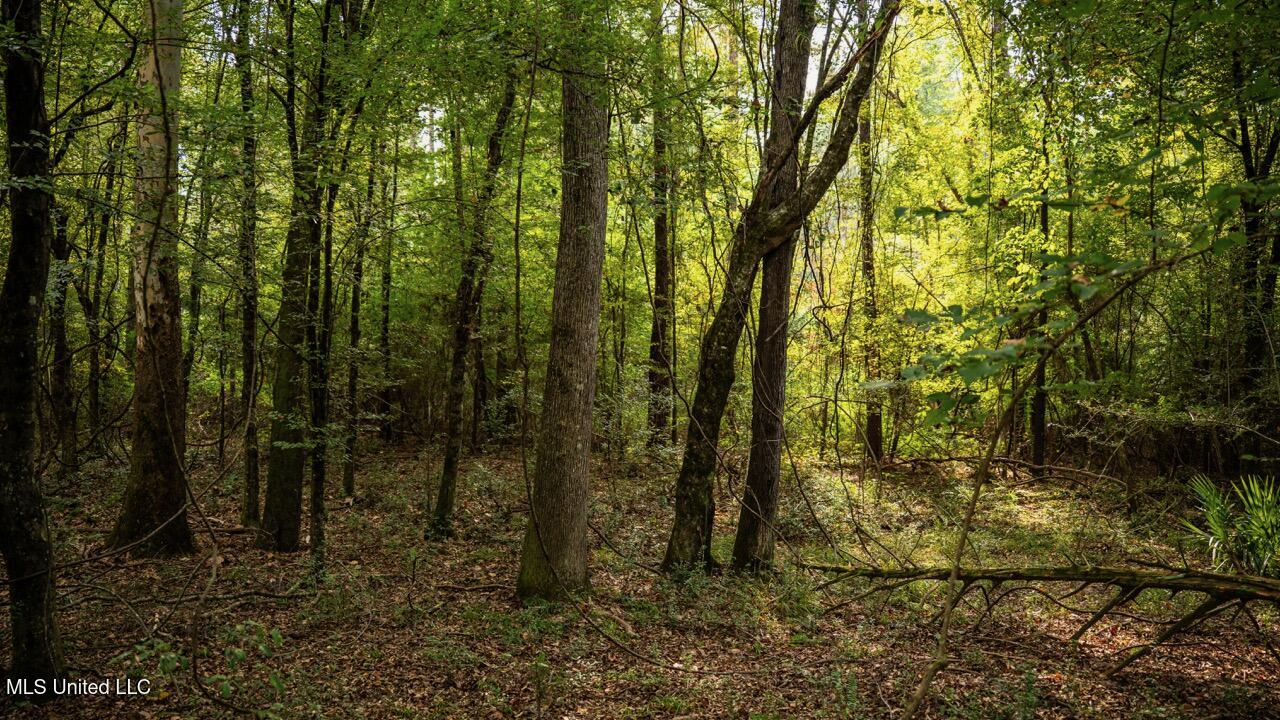 Ramsey Creek 67 Acres for Sale in Centreville, MS