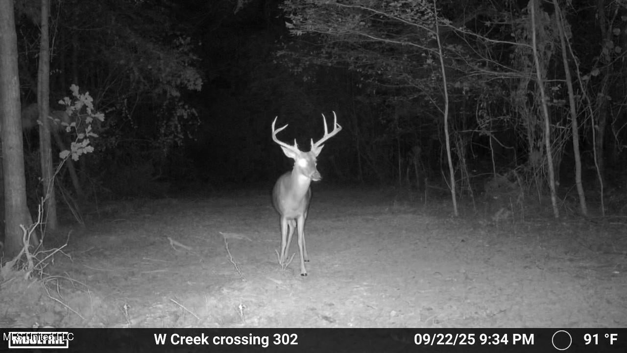 302 Acres in Hermanville, Claiborne County, MS Land