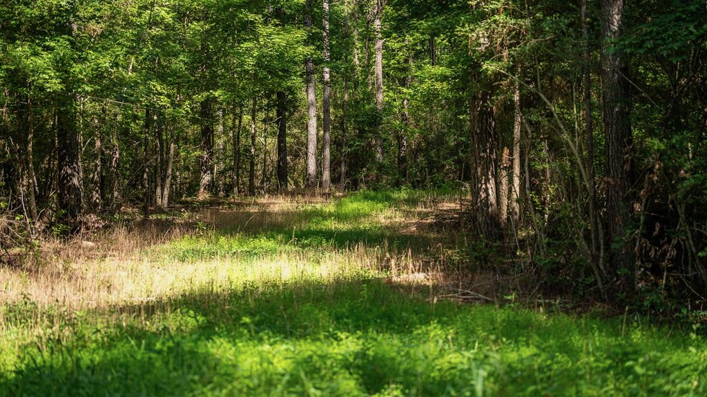 Gloster 38 – Hunting Land in Amite County, Mississippi