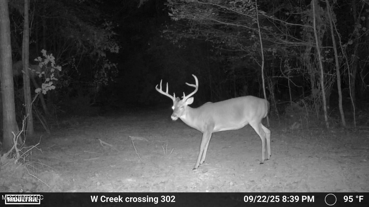 302 Acres in Hermanville, Claiborne County, MS Land