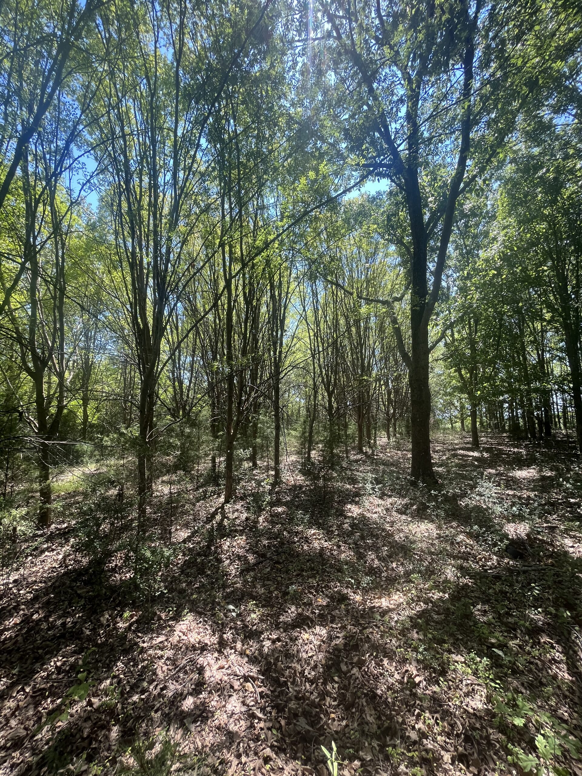 389 Acres Hunting & Timberland with Cabin in Autauga County, Alabama
