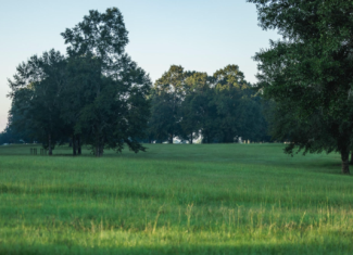 Golden Pines Ranch 235 Recreational Acres in Stone County MS