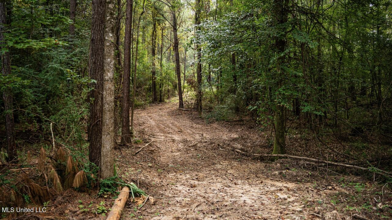 Ramsey Creek 67 Acres for Sale in Centreville, MS