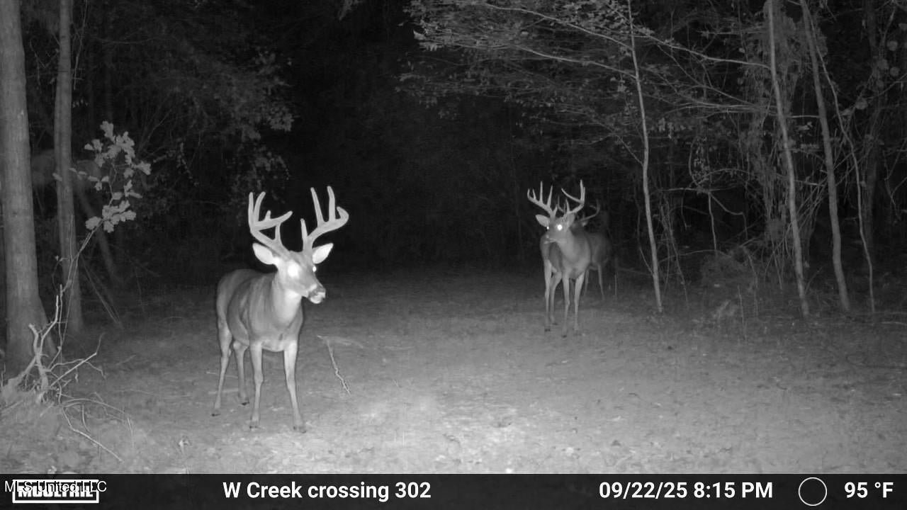 302 Acres in Hermanville, Claiborne County, MS Land