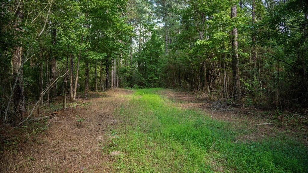 Gloster 38 – Hunting Land in Amite County, Mississippi