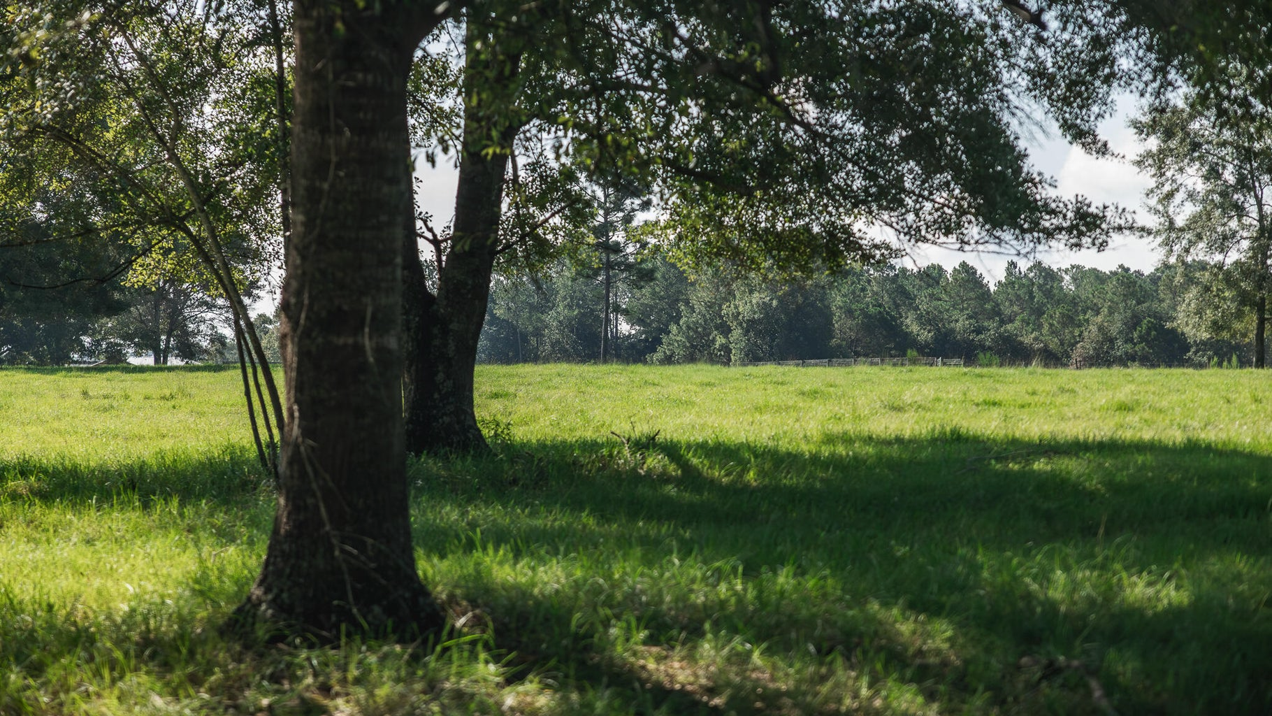 Golden Pines Ranch 235 Recreational Acres in Stone County MS