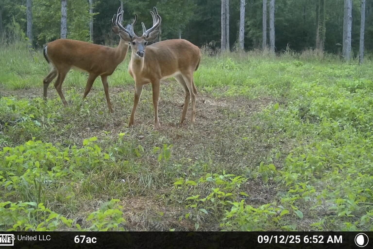 Ramsey Creek 67 Acres for Sale in Centreville, MS