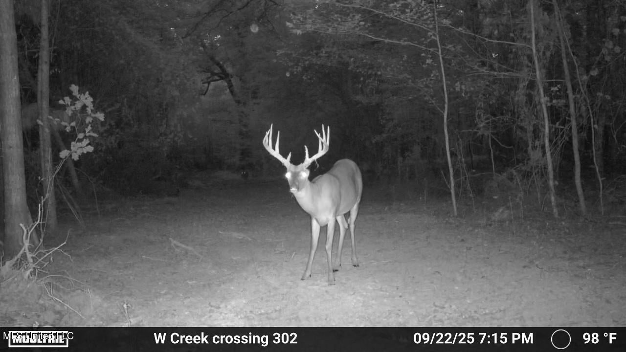 302 Acres in Hermanville, Claiborne County, MS Land