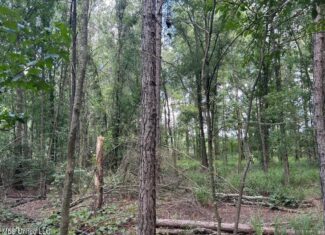 14+- Acre Homesite and Hunting Land for Sale Summit MS
