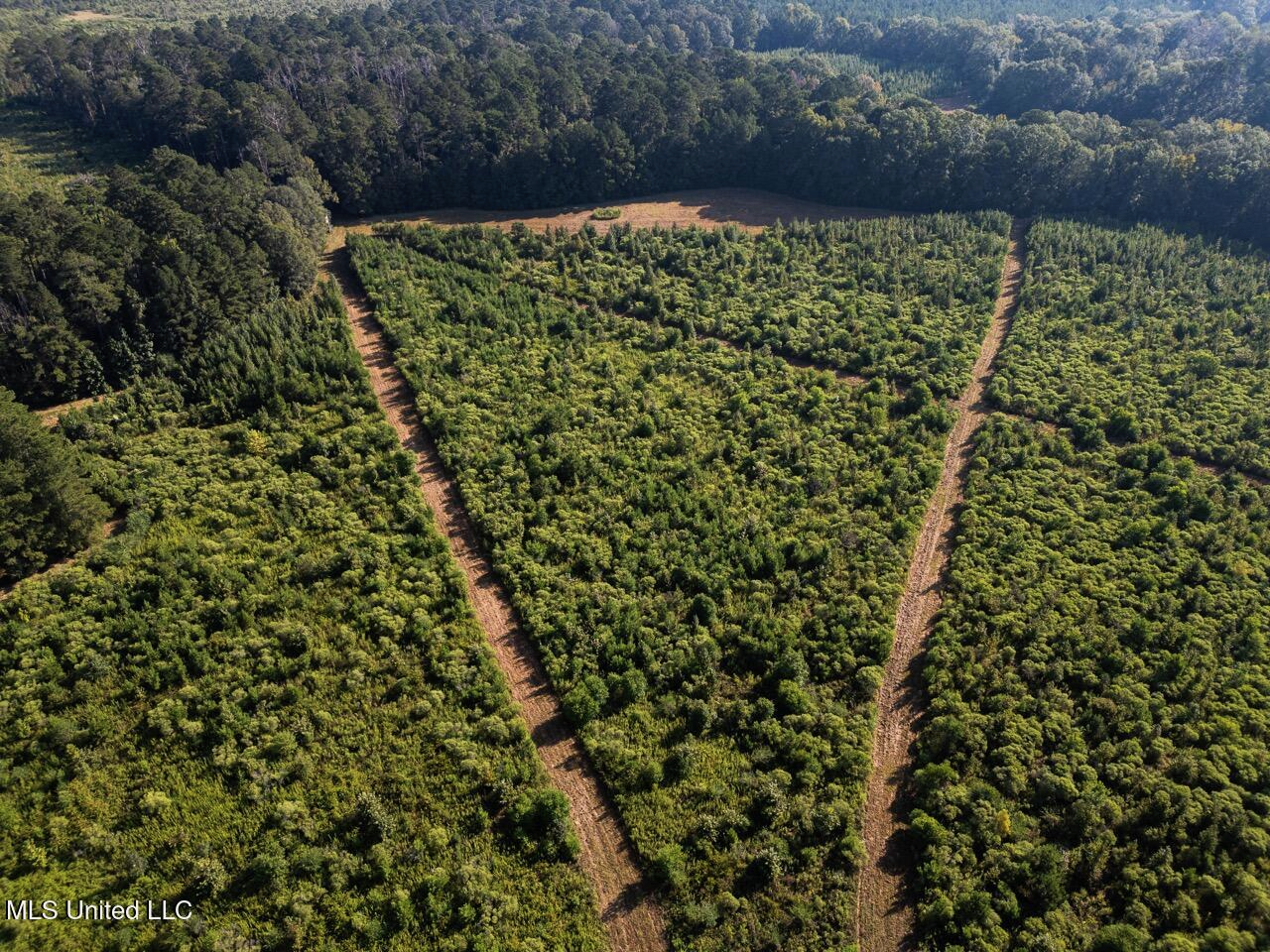 Cotton Creek 169 Acres for Sale in Amite County, MS