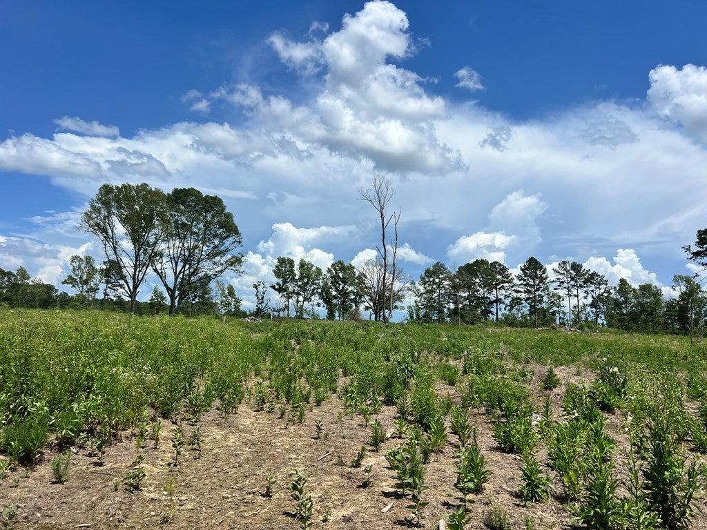 Land for Sale in Amite County, MS