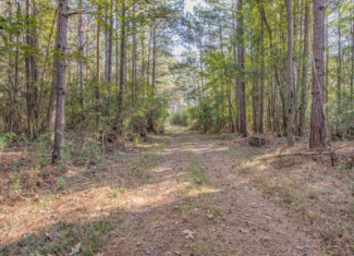 Gloster 38 – Hunting Land in Amite County, Mississippi