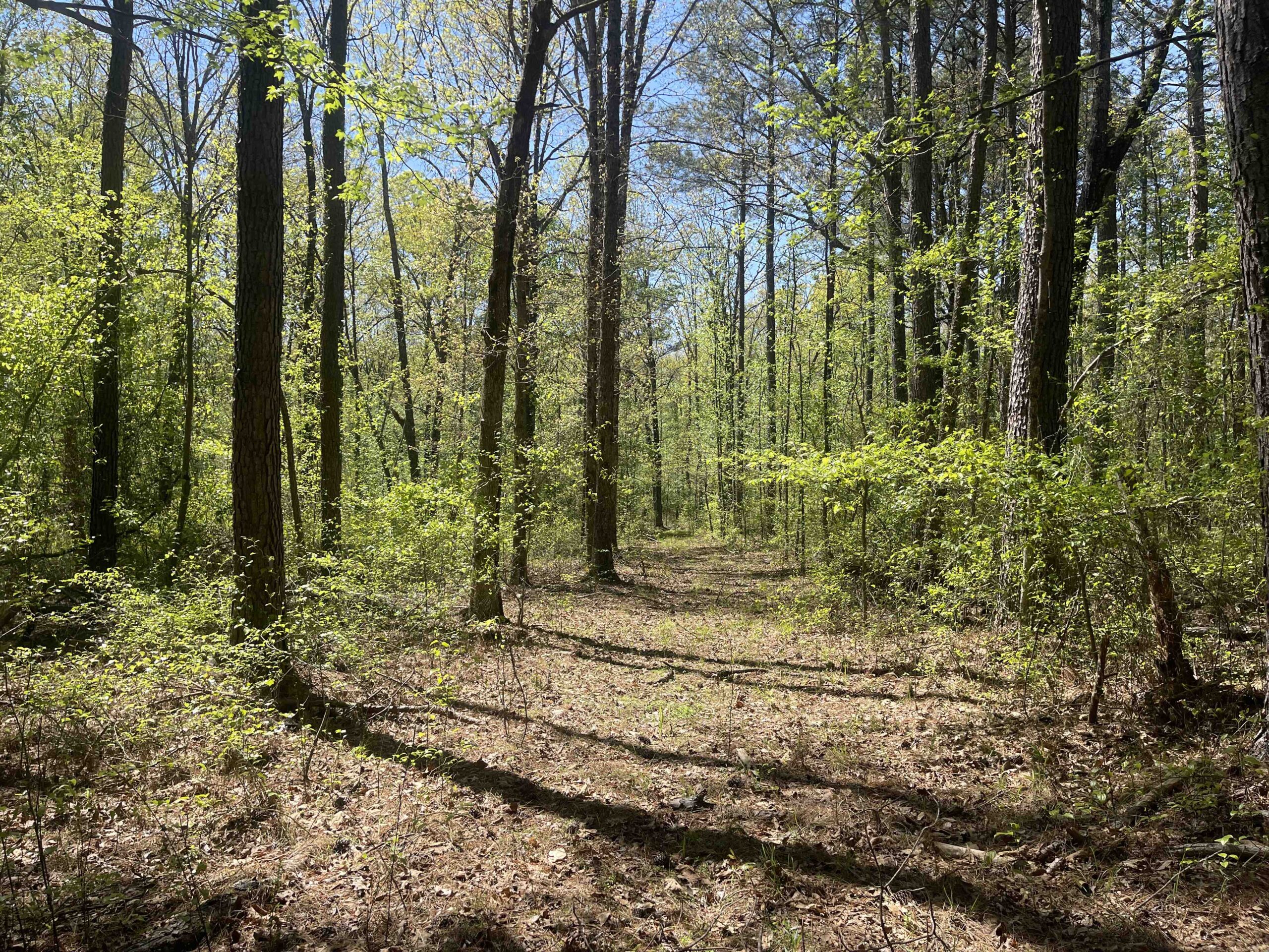 WOODED LAND FOR SALE IN TN, HUNTING LAND, LAND TO BUILD ON IN MCNAIRY COUNTY