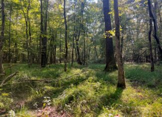 Multi-Use Land for Sale NE Lincoln Parish
