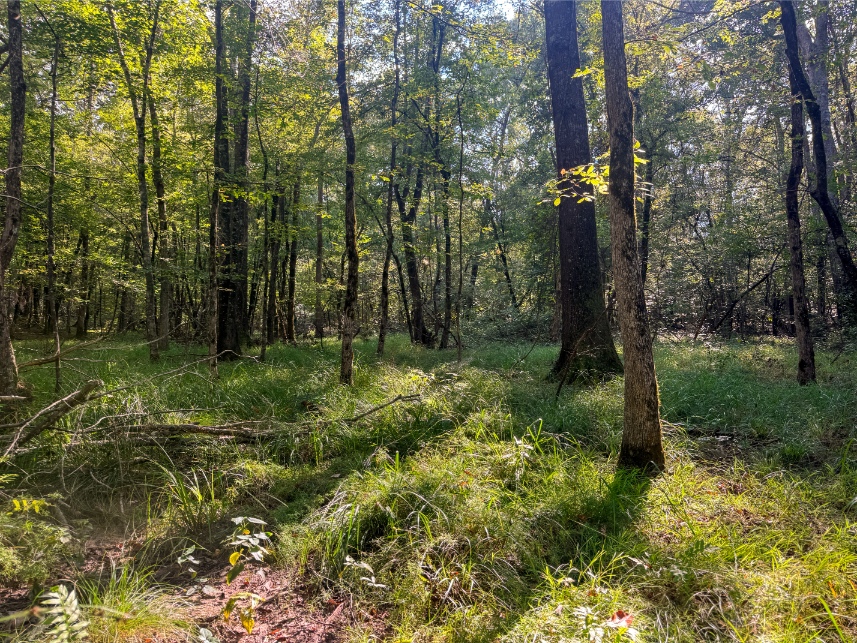 Multi-Use Land for Sale NE Lincoln Parish