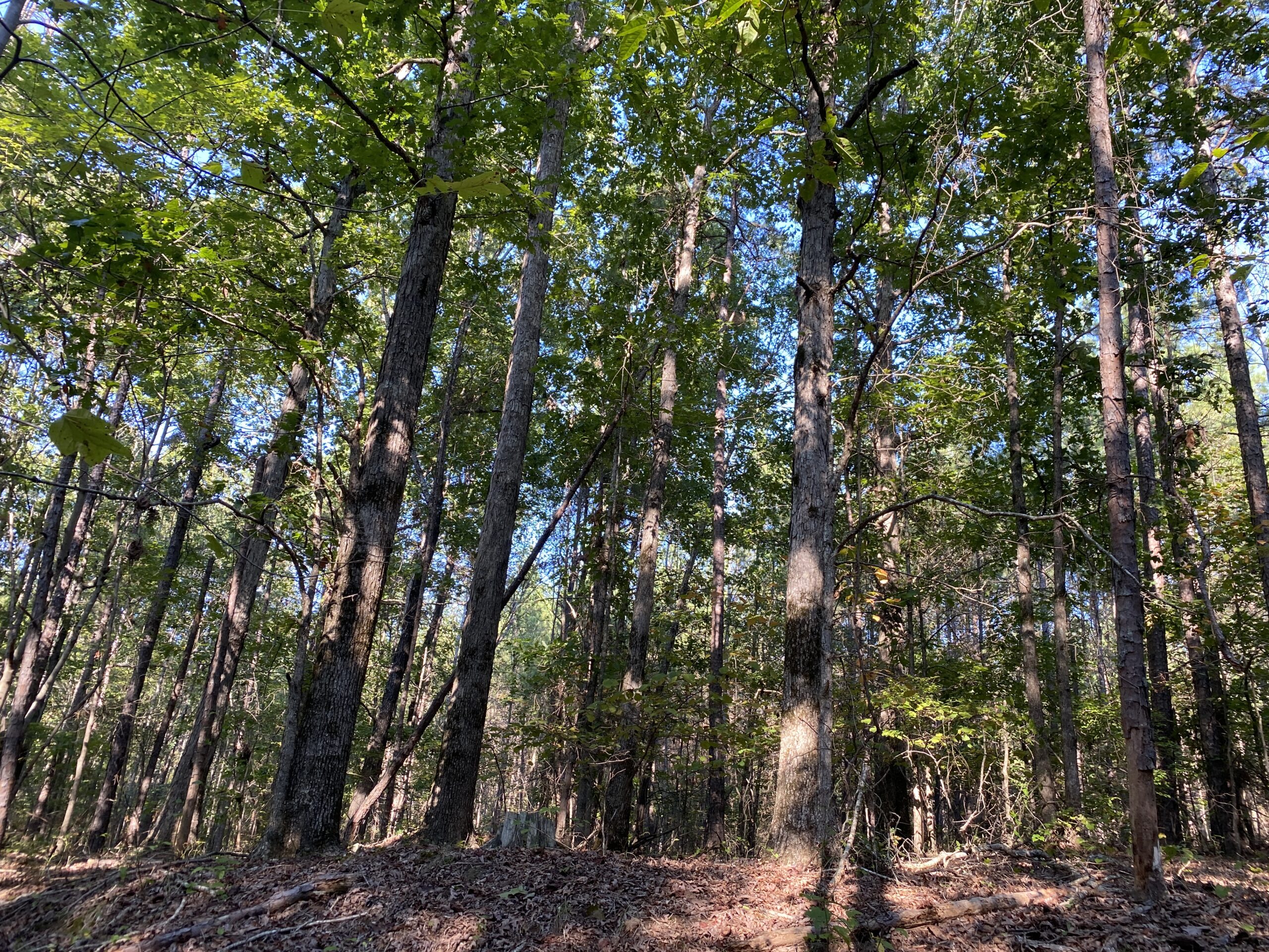 HUNTING CAMP FOR SALE IN TN. CABIN & STORAGE, 58 ACRES+/-