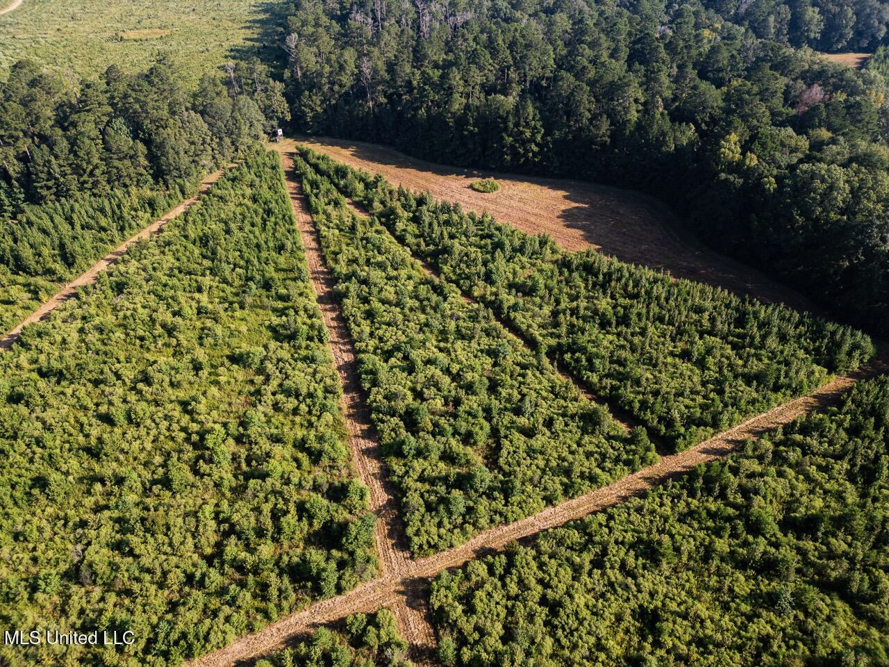 Cotton Creek 169 Acres for Sale in Amite County, MS