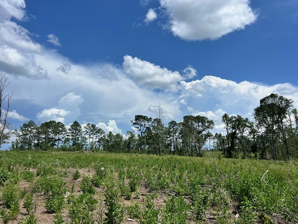 Land for Sale in Amite County, MS