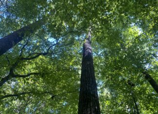LAND FOR SALE IN TN ON PONY CREEK WITH MATURE HARDWOODS