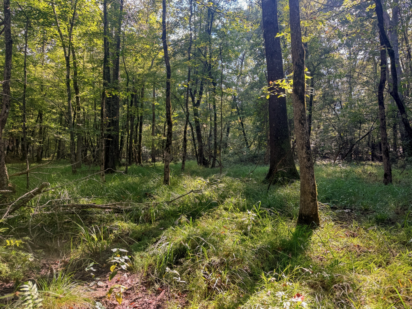 Northeast Lincoln Parish Land for Sale