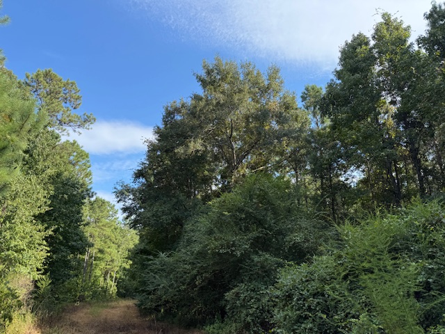 Thomaston Family Hunting and Homesite
