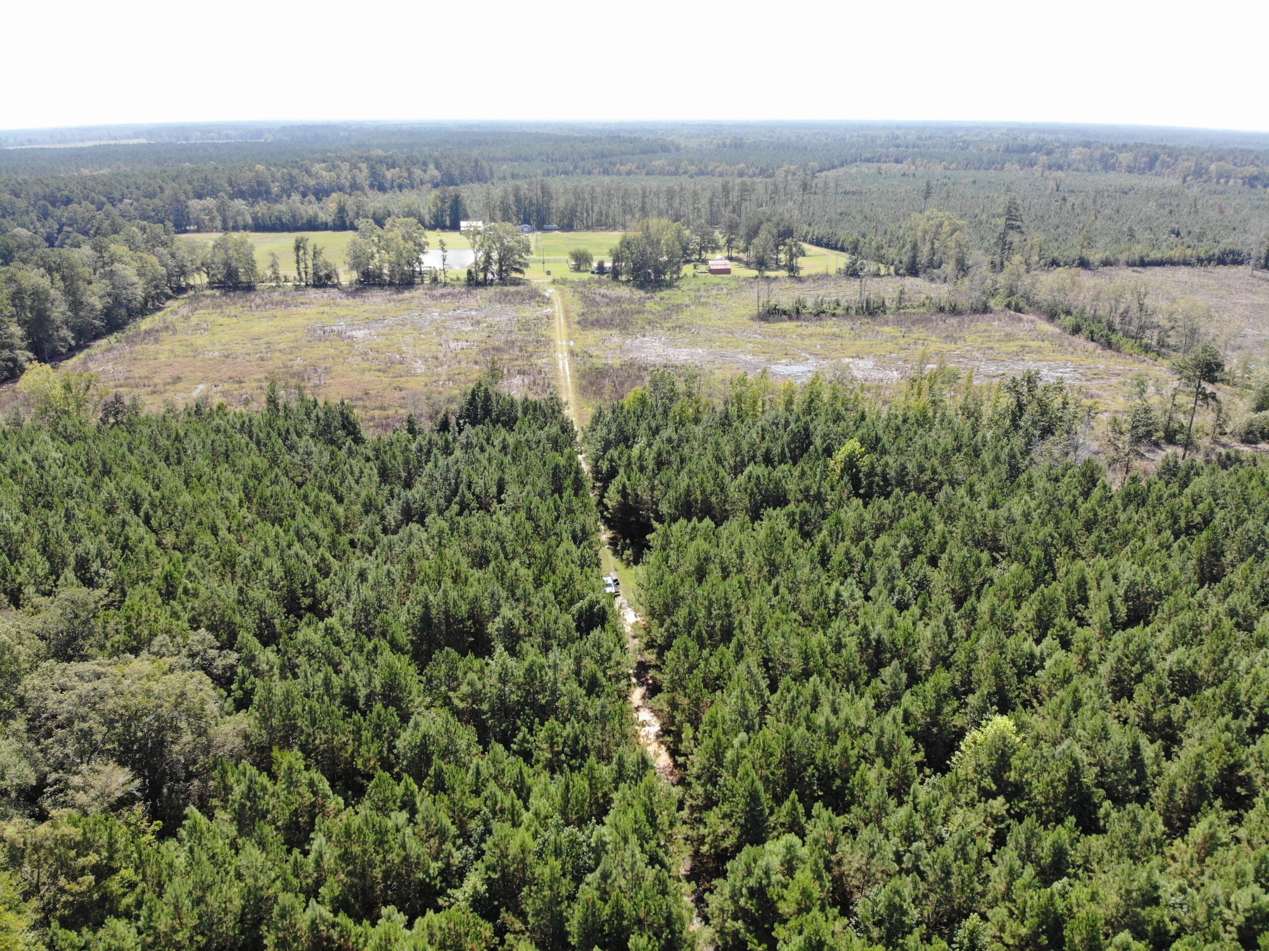 106+ acres of land for recreation, timber, and habitat management in Bamberg, SC!