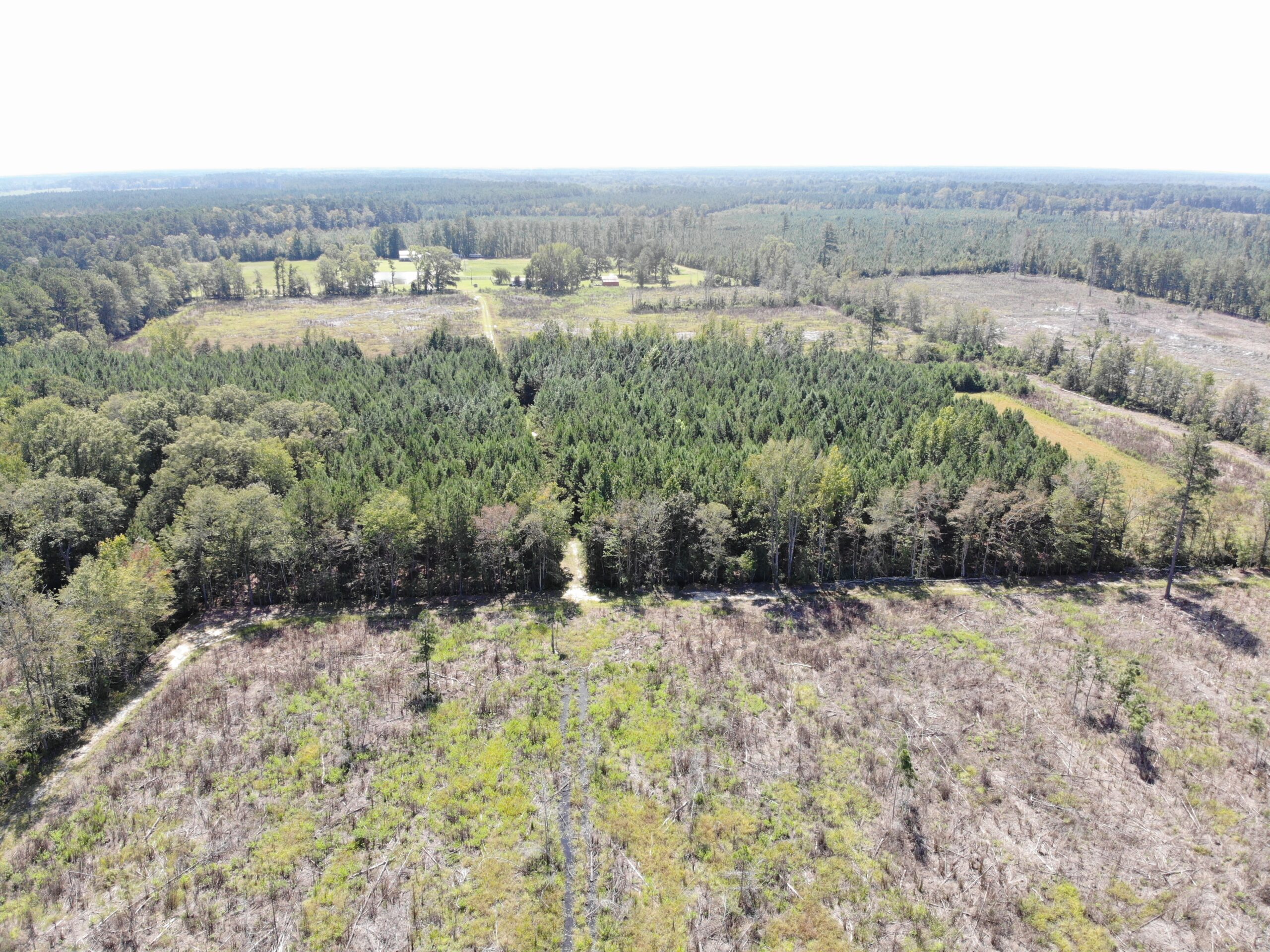106+ acres of land for recreation, timber, and habitat management in Bamberg, SC!