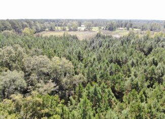 106+ acres of land for recreation, timber, and habitat management in Bamberg, SC!