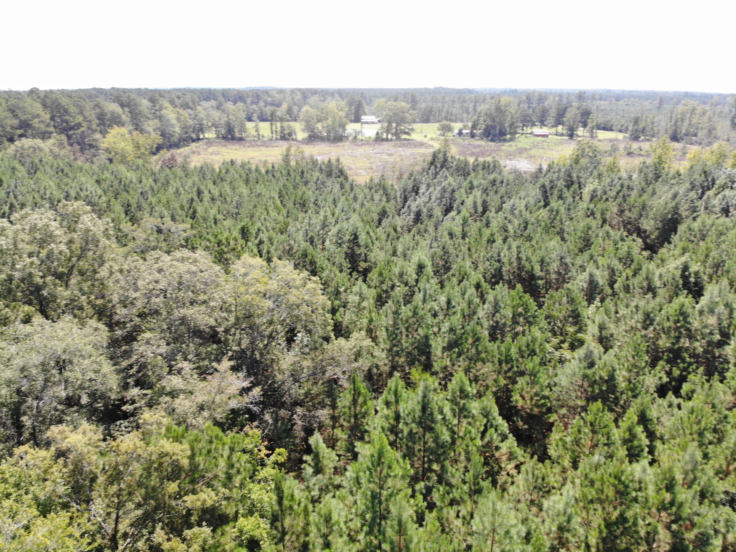 106+ acres of land for recreation, timber, and habitat management in Bamberg, SC!