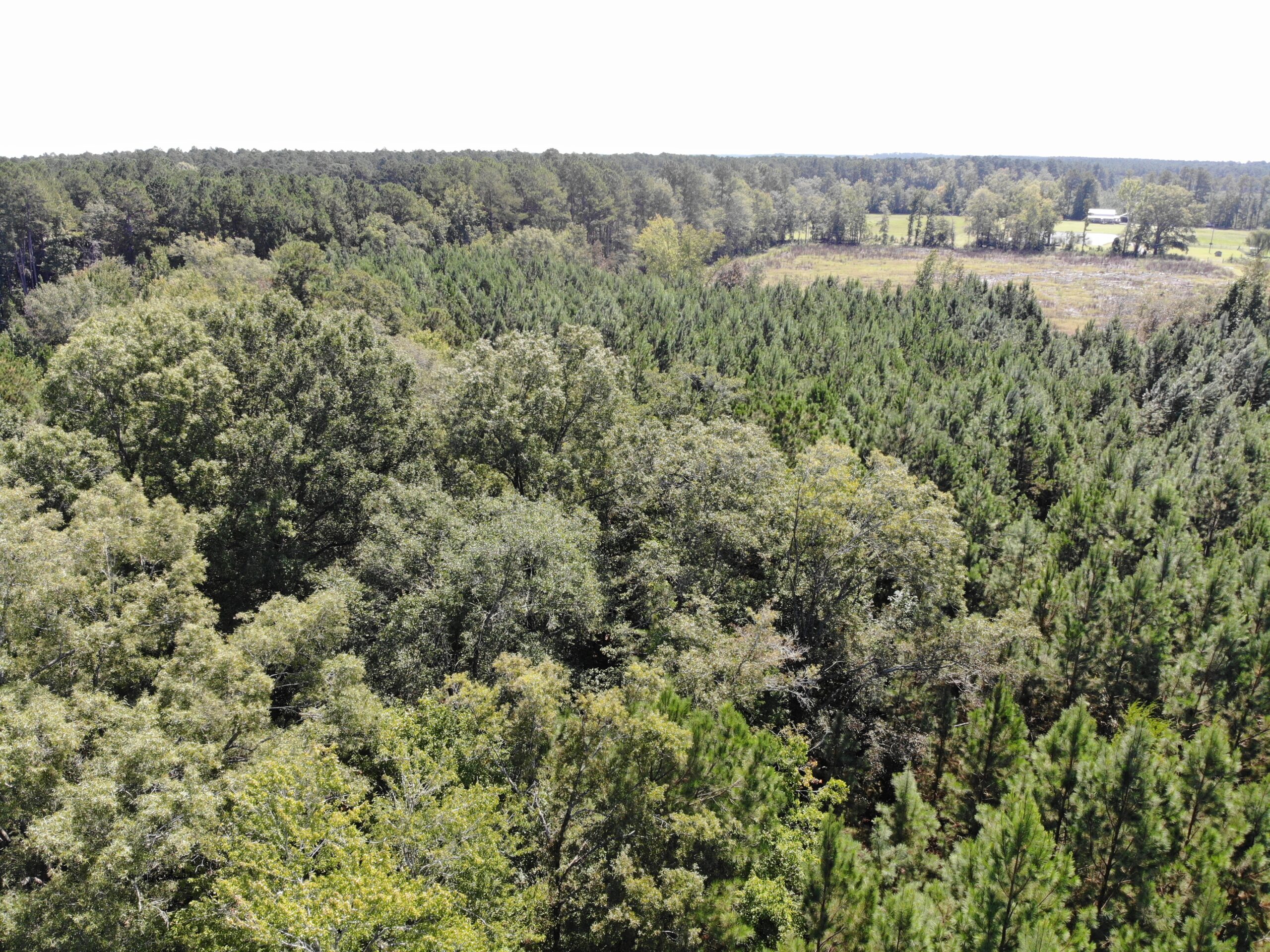 106+ acres of land for recreation, timber, and habitat management in Bamberg, SC!