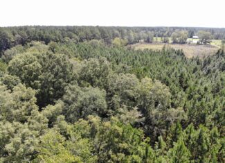 106+ acres of land for recreation, timber, and habitat management in Bamberg, SC!