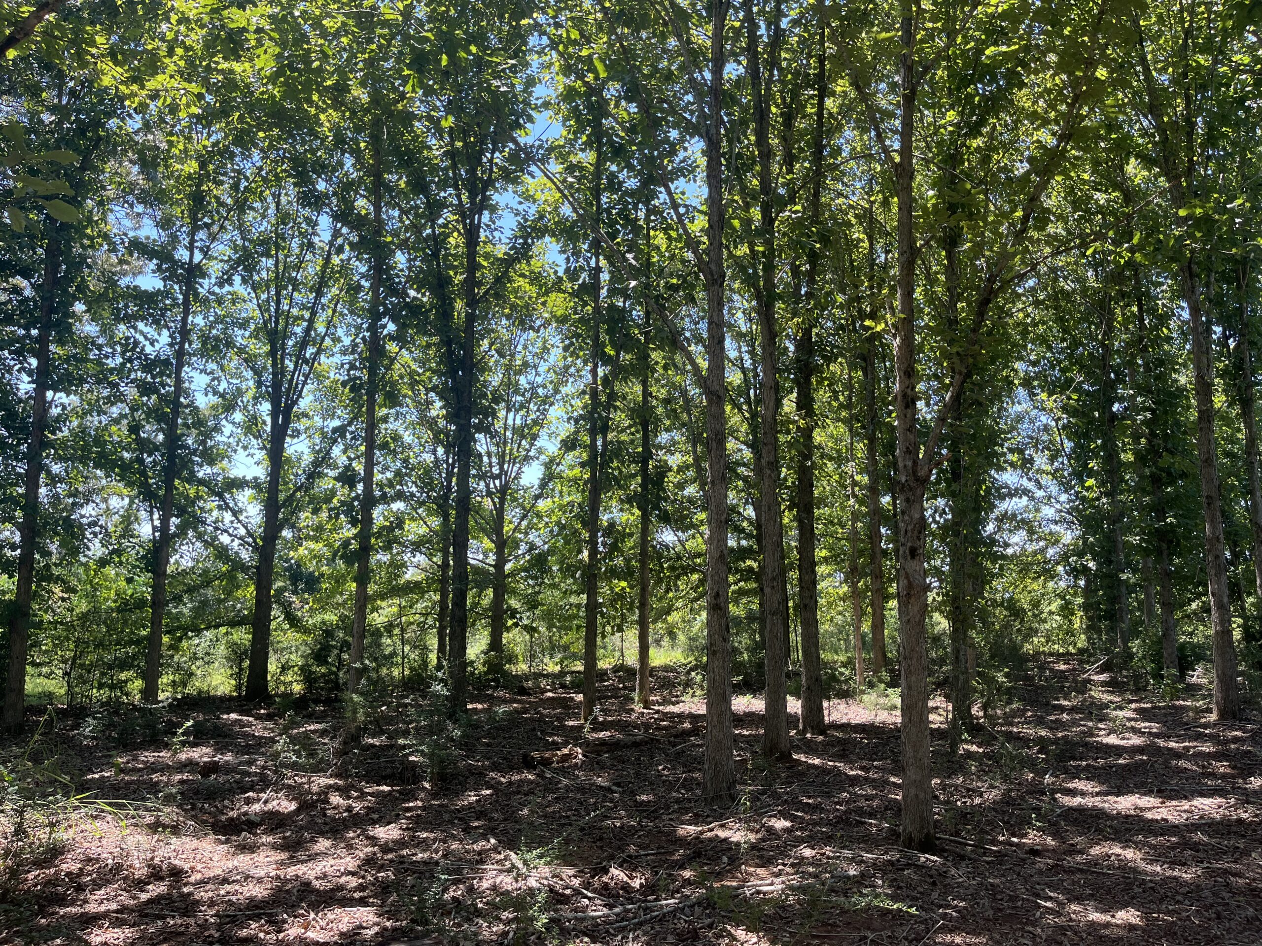 389 Acres Hunting & Timberland with Cabin in Autauga County, Alabama